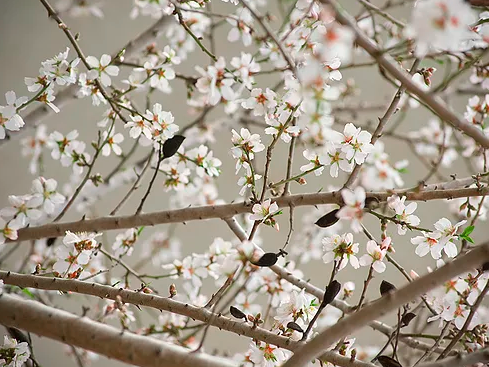 Logo Les Amis des Arbres et de la Nature de Vichy et sa région